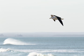Seagull gliding high above the waves