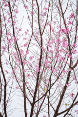 Thai Sakura Starting Blossom at Phu Hin Rong Kla National Park