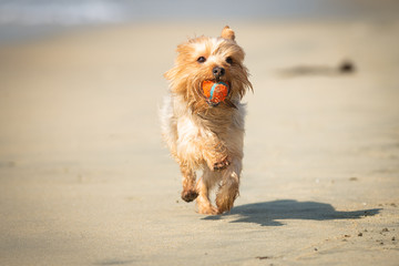 Yorkshire Terrier Puppy Playing Fetch Carrying Orange Ball