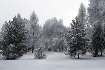 Fluffy hoarfrost on the branches of trees and shrubs in the city park. Beautiful winter landscape.