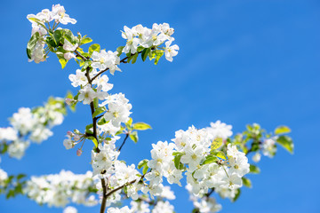Flowering apple, blossom on sky background, white flowers on branch, spring blossoming tree