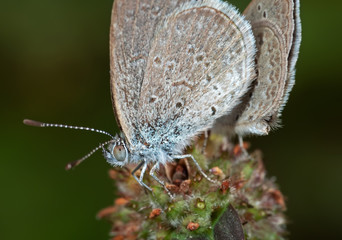 Macro Photo of Little Brown Butterfly on Flower Buds Isolated on Nature Background