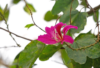 Close up Hong Kong Orchid Flower or Bauhinia × blakeana Isolated on Nature Background