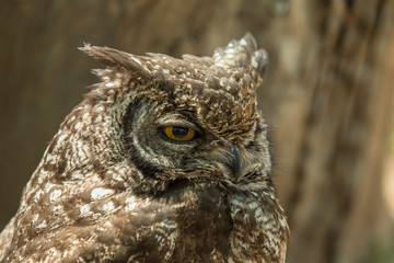 sleepy looking Eagle owl with one eye open