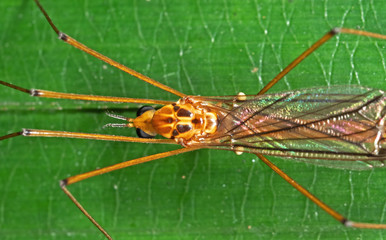 Macro Photo of Orange Crane Fly on Green Leaf