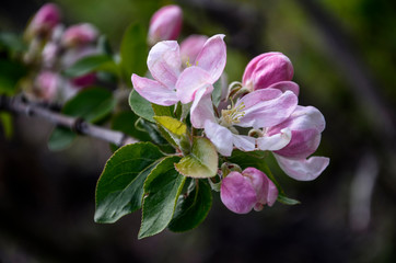 Apple blossoms 