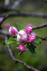 Fototapeta premium Apple blossoms 