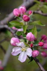 Fototapeta na wymiar Apple blossoms 