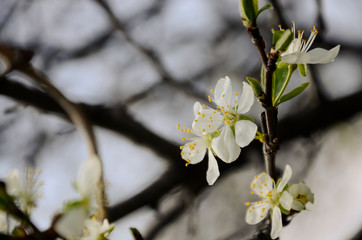 Spring blossoms 