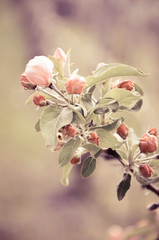 Obraz premium Apple blossoms 