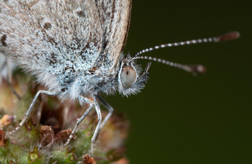 Macro Photo of Head of Brown Butterfly on Flower Buds Isolated on Nature Background