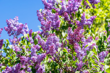 Spring flowers of lilac, blossoming branches