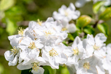 Apple blossom, spring flowers, closeup of blossoming branch of fruit tree
