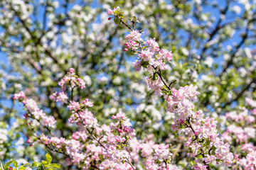 Cherry blossom, spring flower on pink blossoming branch with sakura flowers