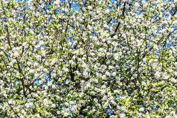 Apple blossom, spring flowers, background with blossoming branches of tree