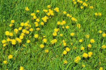 So beautiful yellow dandelion in Yakutian summer