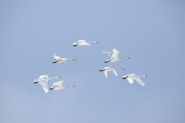 ハクチョウの群れ　Swans flock	