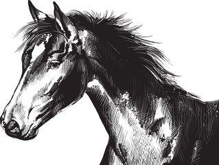 Illustration of horse head - Vector