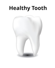 Healthy tooth isolated on white background, Realistic design illustration Vector.