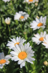 field of daisies