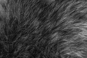 dark, long wool with white top texture background, dark natural wool, white seamless cotton, fluffy fur texture for designers 