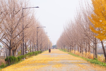 road in autumn