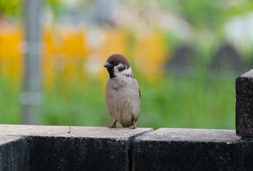 Sitting sparrow