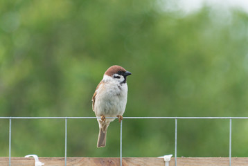 Sparrow on green blurred background