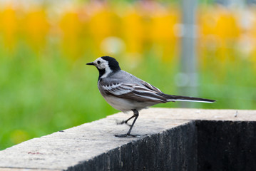 Wagtail on bricks