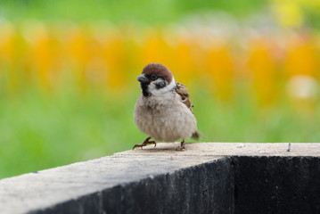 Walking sparrow