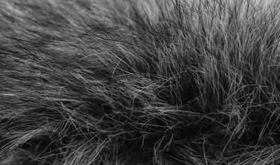 dark, long wool with white top texture background, dark natural wool, white seamless cotton, fluffy fur texture for designers 