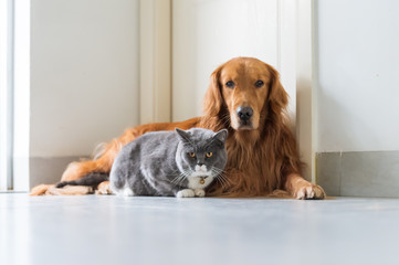 Golden Retriever dogs and British short-haired cats