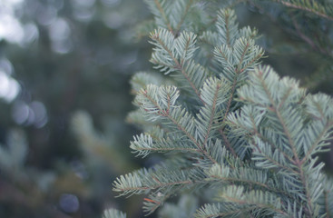 Pine tree