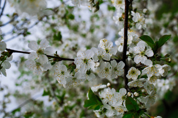 White cherry blossoms in the farm garden