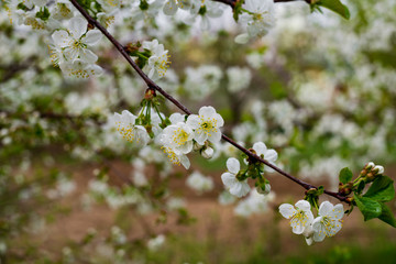 A sprig of white cherry blossoms in the garden