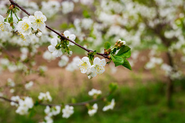 A branch of white cherry blossoms in a cherry orchard