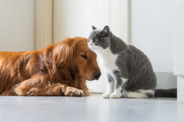 Golden Retriever dogs and British short-haired cats