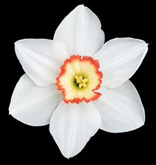 Fototapeta na wymiar Bright spring narcissus