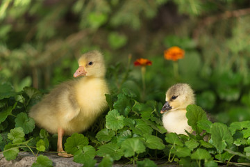Cute little duckling