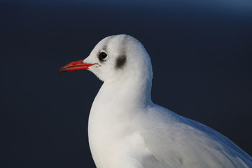 Common gull close up