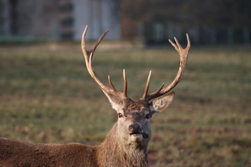 Stag looking at camera and chewing