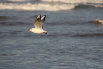 Common gull flying