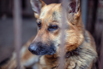 A big sad shepherd in an old aviary. Toned, style photo.