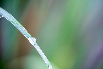 Water droplets on a green leaf natural background blur.