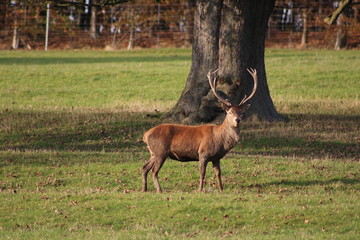 Stag looking at camera in front of tree