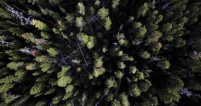 Fallen trees in rural forest, overhead aerial