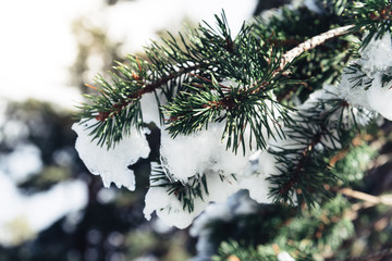 Close up of branch of pine tree in snow