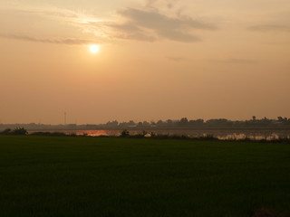 Fototapeta premium Reflections of the sun and the sky with water in cornfield and birds are living.Shooting location is Pathum Thani ,Thailand.