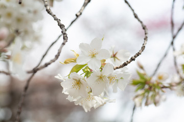 桜の花