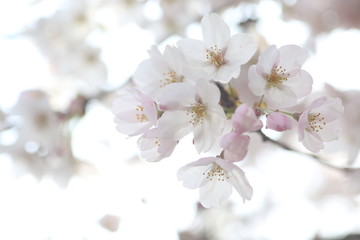 桜の花とつぼみ